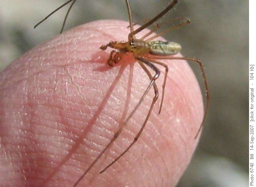Spider