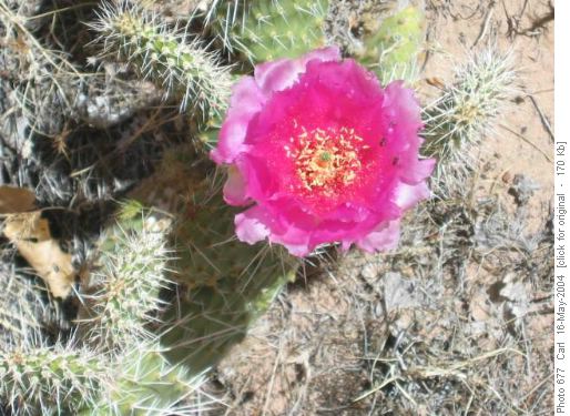 Prickly pear cactus bloom