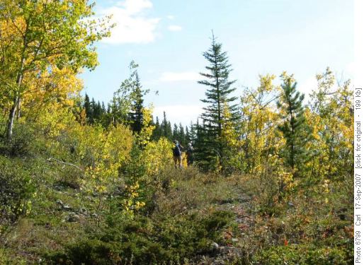 Etherington Creek valley trail