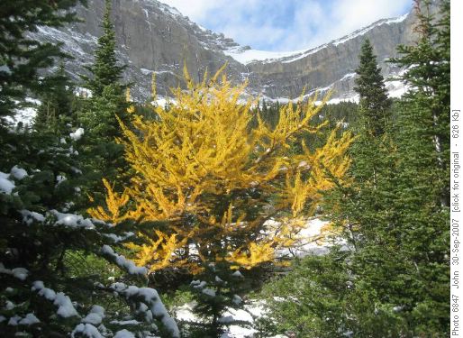 Larch in the front ranges