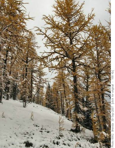 Ascending the ridge thru an open larch forest