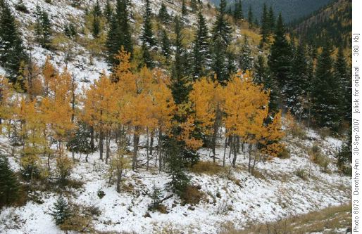 Colour on Gunnery Creek trail