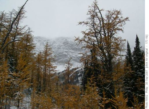 Old larches