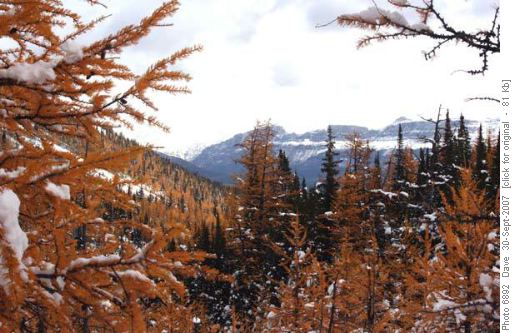 Larch Valley
