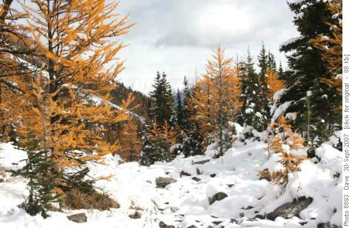 Larch Valley