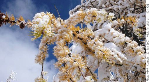 Snow-Covered Larch below Healy Pass