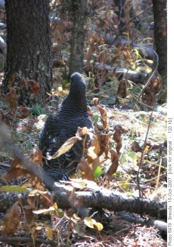 (Spruce?) Grouse