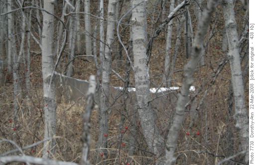 Hibernaculum