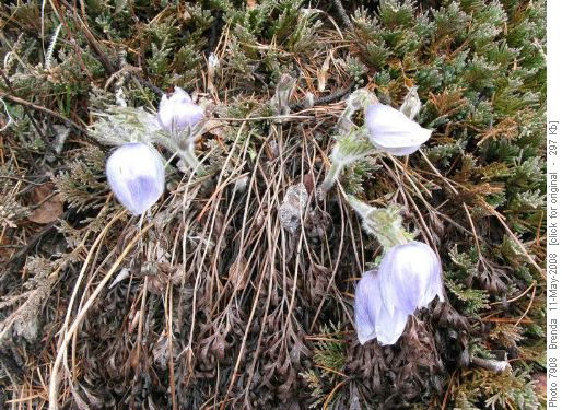 Bedragled Crocus Bedragled Crocus