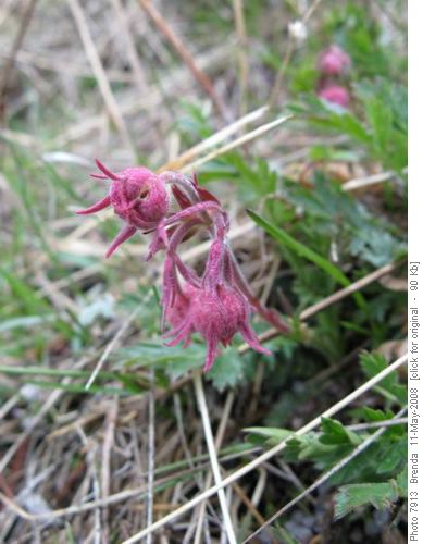 Three Flowered Avens Three Flowered Avens