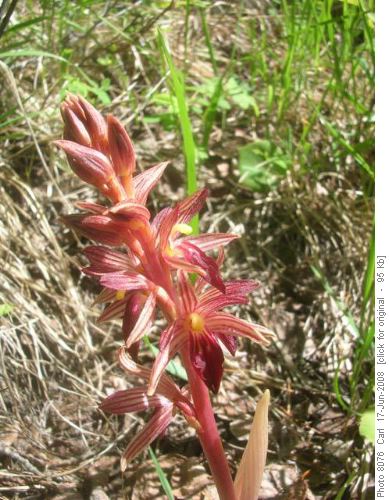 Striped Coralroot (a saprophytic orchid)