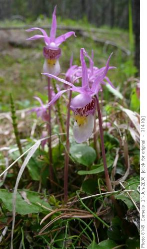 Venus Slipper (Calypso) Venus Slipper (Calypso)
