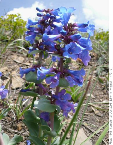 Blue Beardtongue Blue Beardtongue