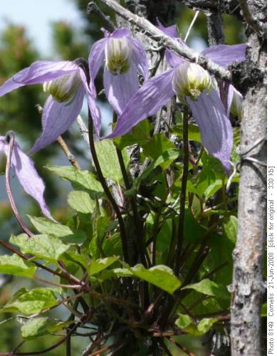 Blue Clematis Blue Clematis