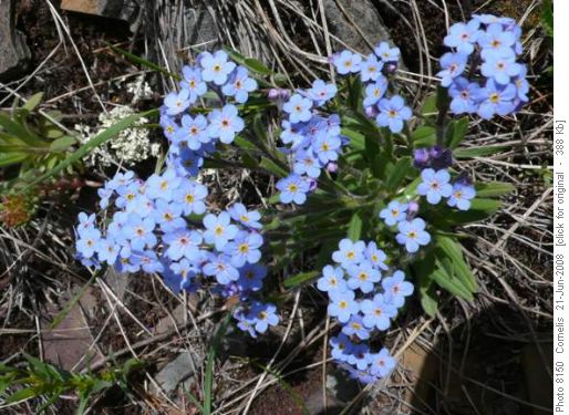 Forget-me-not flowers Forget-me-not flowers