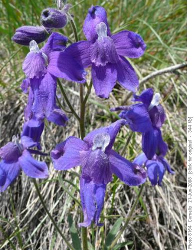 Low Larkspur Low Larkspur