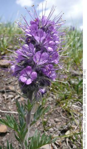 Silky Scorpionweed Silky Scorpionweed