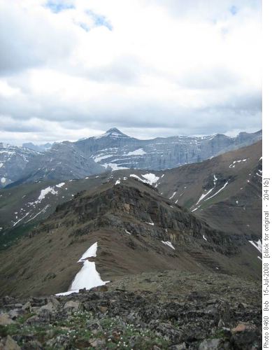 The ridge between Collembola and Allan