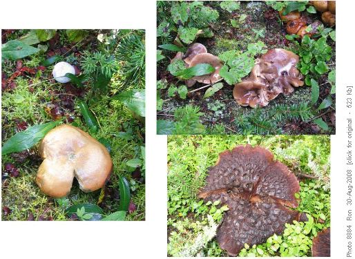Dolomite mushrooms Dolomite mushrooms
