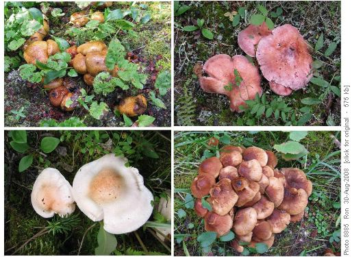 more Dolomite mushrooms more Dolomite mushrooms
