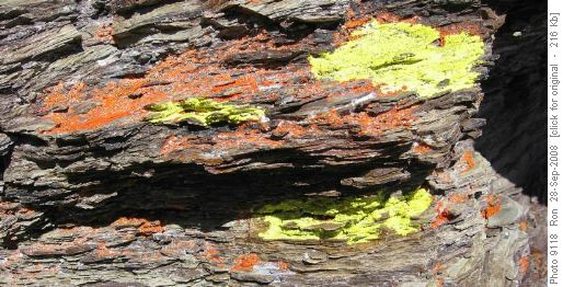 Colourful lichen near the summit of Little Temple