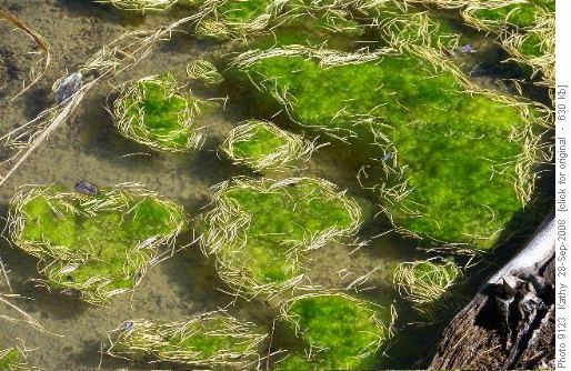 Algae in Temple Creek