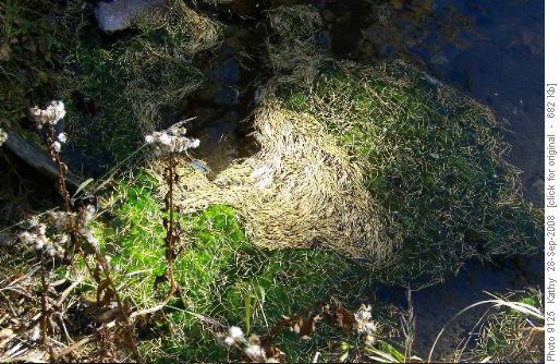 Patterns in Temple Creek