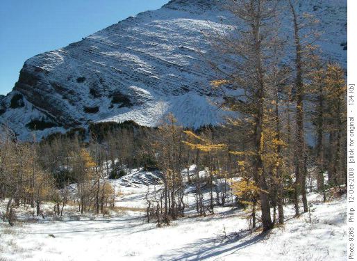 Larch at Upper Rowe Lake