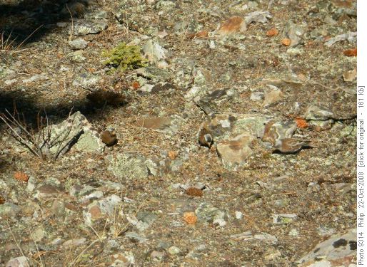 Gray-crowned rosy finches