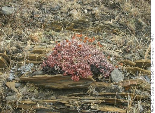 Some late fall cover coming down from the higher hilltop