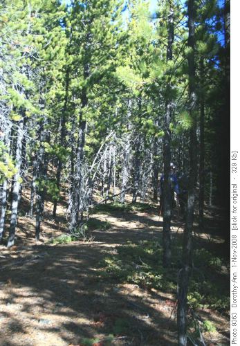 Pleasant path through the pines