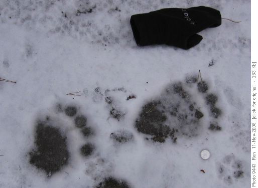 Hmmm... haven't they hibernated yet?