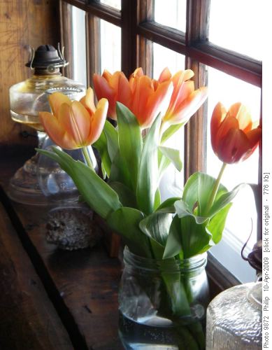 Easter Flowers at Skoki