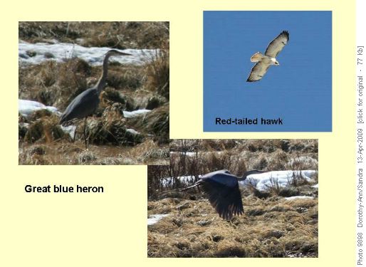 Some of the bird life