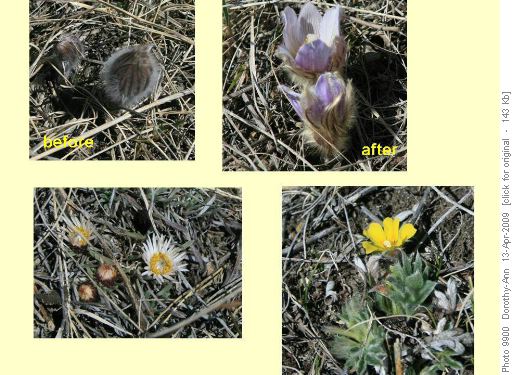 Early spring flowers - at last!