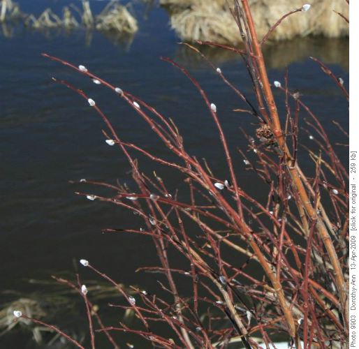 Early pussy willows