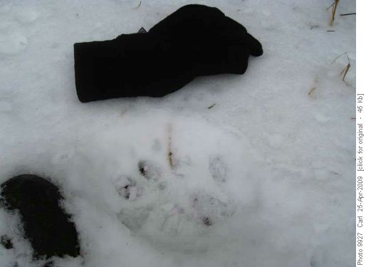 <strike>Bear</strike> wolf footprint