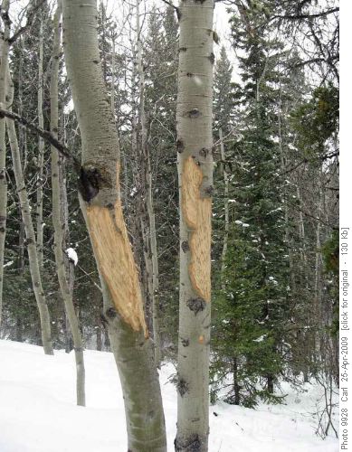 The blazes we followed for the entire circuit