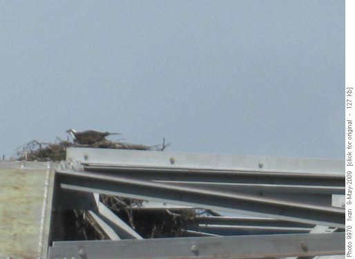 Osprey on Castle Junction bridge