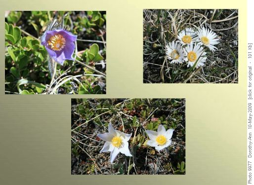 Flowers: Crocuses and the not-common white townsendia
