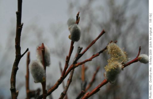 pussy willows near lunch spot