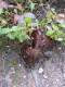 previous photo