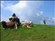 previous photo