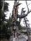 previous photo