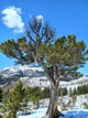 previous photo