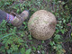 previous photo