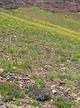 previous photo