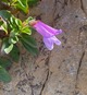 previous photo